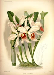 Cattleya × irrorata